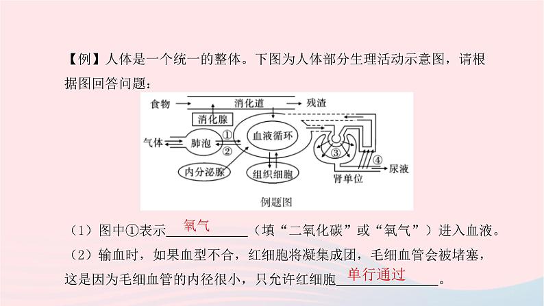 初中生物中考复习 中考生物总复习第二部分重点题型探究题型二识图题第四类动物课件第3页