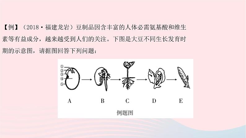 初中生物中考复习 中考生物总复习第二部分重点题型探究题型二识图题第三类生物体的结构层次以及生物圈中的绿色植物课件03