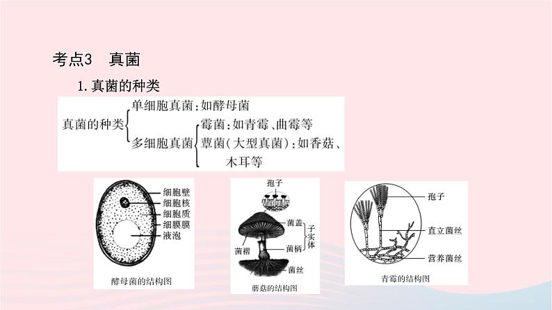 初中生物中考复习 中考生物总复习第一部分基醇点巩固第五单元生物圈中的其他生物第四五章细菌真菌以及簿课件第8页