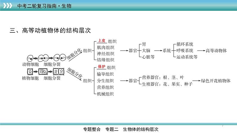 初中生物中考复习 专题03生物体的结构层次（上课用课件）-【过专题】2022年中考生物二轮精准高效复习第7页