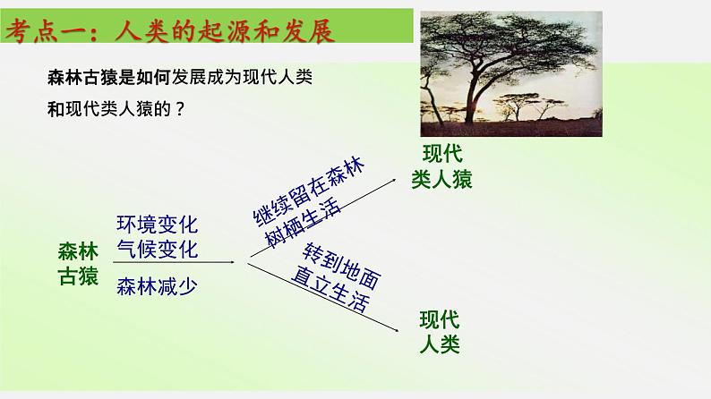 单元复习01 人的由来【知识梳理】——2022-2023学年人教版生物七年级下册单元综合复习04