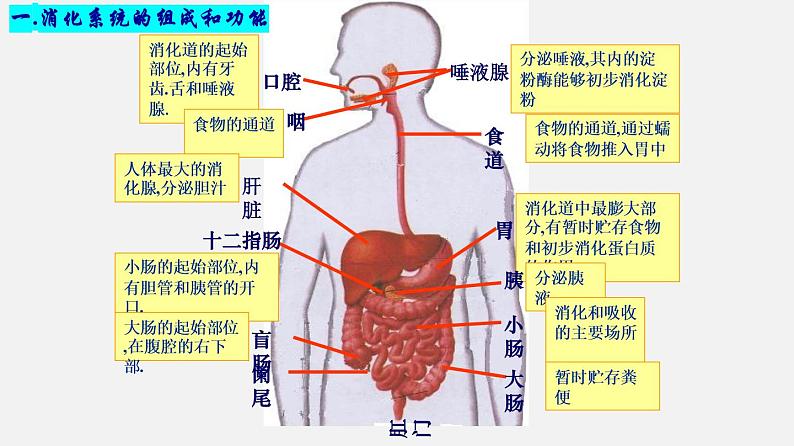 单元复习02 人体的营养【知识梳理】——2022-2023学年人教版生物七年级下册单元综合复习第8页