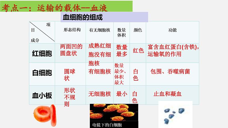 单元复习04 人体内物质的运输【知识梳理】——2022-2023学年人教版生物七年级下册单元综合复习第5页