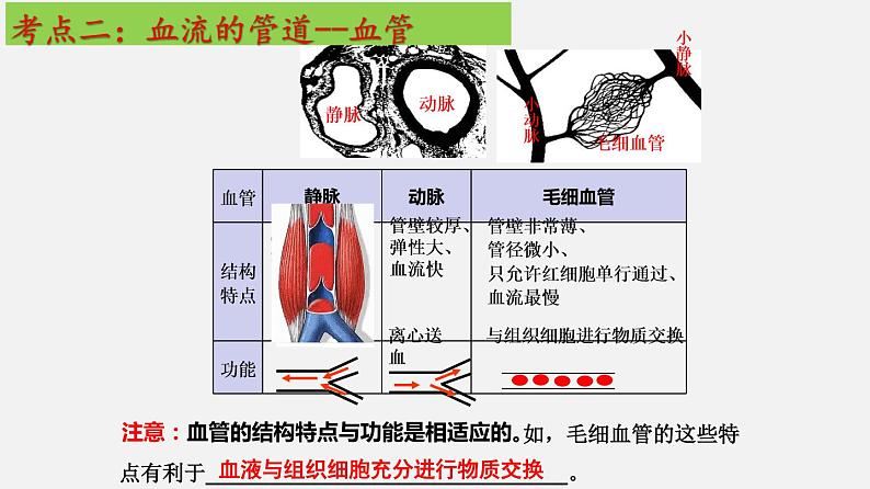 单元复习04 人体内物质的运输【知识梳理】——2022-2023学年人教版生物七年级下册单元综合复习第7页