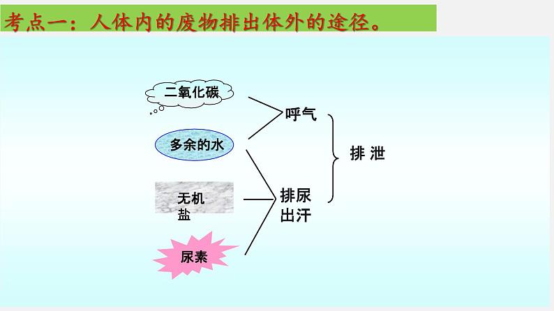 单元复习05 人体内废物的排出【知识梳理】——2022-2023学年人教版生物七年级下册单元综合复习04