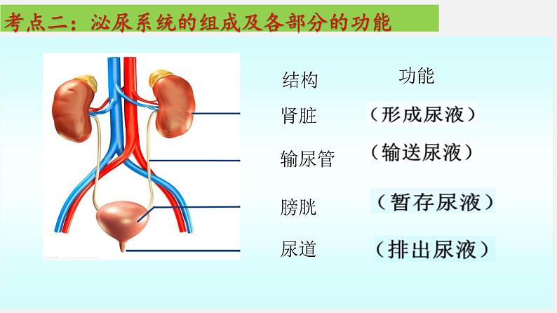 单元复习05 人体内废物的排出【知识梳理】——2022-2023学年人教版生物七年级下册单元综合复习05