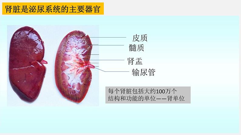 单元复习05 人体内废物的排出【知识梳理】——2022-2023学年人教版生物七年级下册单元综合复习06