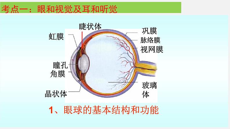 单元复习06 人体生命活动的调节【知识梳理】——2022-2023学年人教版生物七年级下册单元综合复习第3页