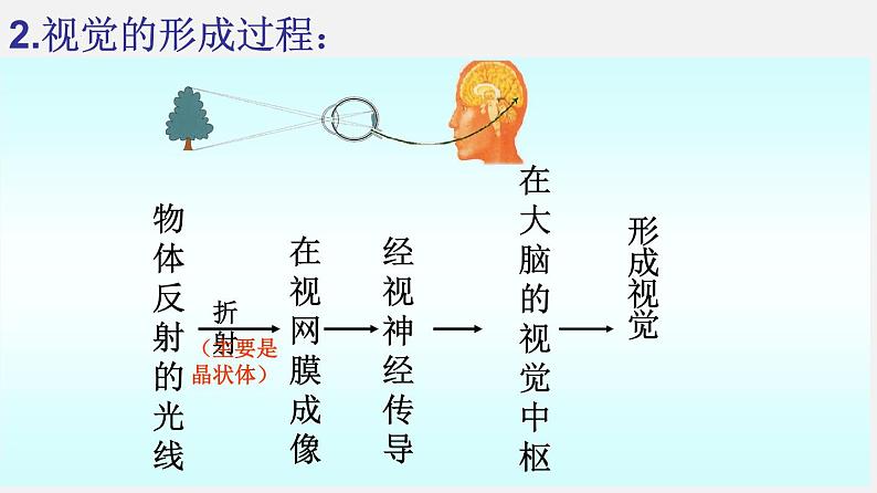 单元复习06 人体生命活动的调节【知识梳理】——2022-2023学年人教版生物七年级下册单元综合复习第5页