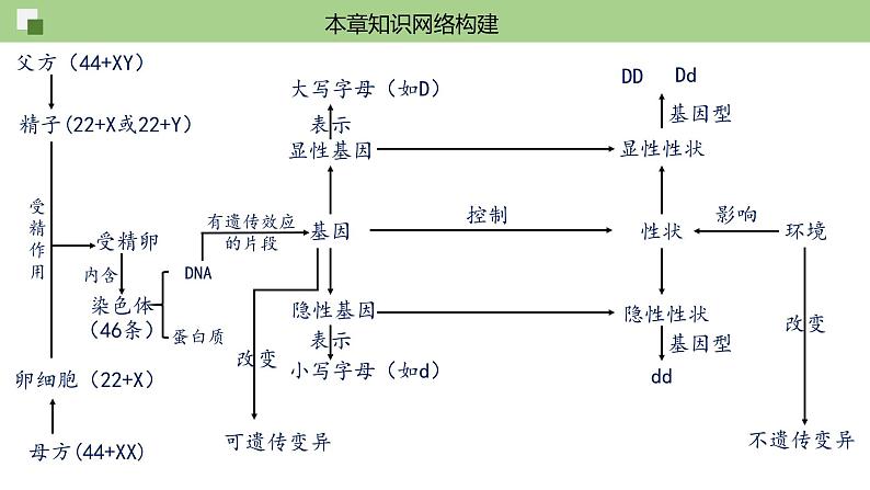 第七单元第2章 生物的遗传与变异（复习课件）- 2022-2023学年人教版生物八年级下册单元综合复习02