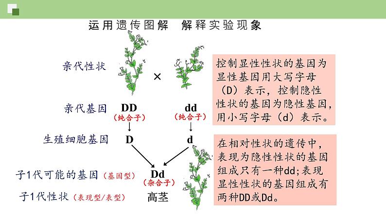 第七单元第2章 生物的遗传与变异（复习课件）- 2022-2023学年人教版生物八年级下册单元综合复习07