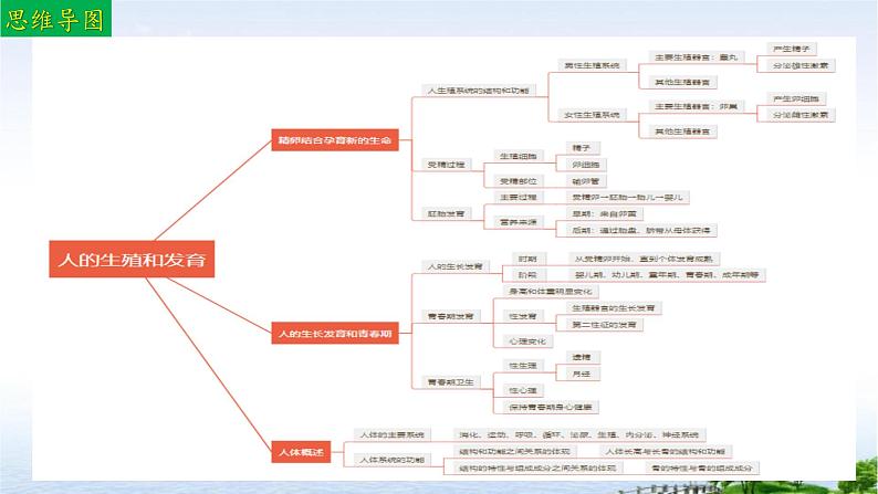 单元复习01 人的生殖和发育（复习课件）——2022-2023学年人教版生物七年级下册单元综合复习03