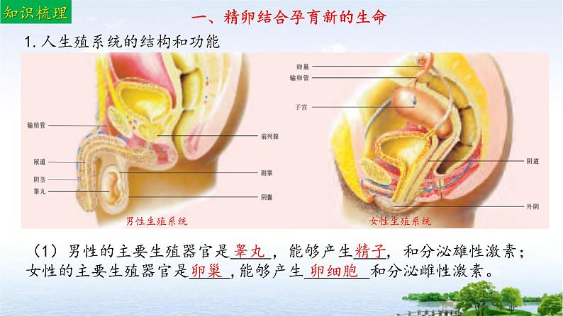 单元复习01 人的生殖和发育（复习课件）——2022-2023学年人教版生物七年级下册单元综合复习05