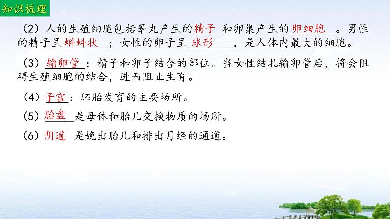 单元复习01 人的生殖和发育（复习课件）——2022-2023学年人教版生物七年级下册单元综合复习06