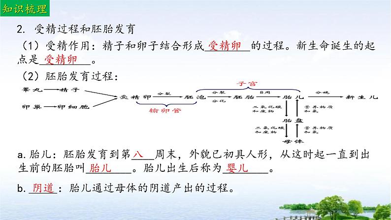 单元复习01 人的生殖和发育（复习课件）——2022-2023学年人教版生物七年级下册单元综合复习07