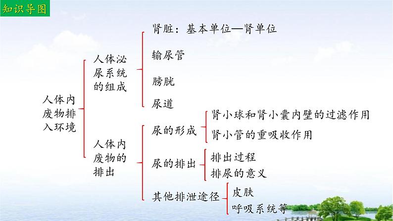 单元复习04 人体内废物排入环境（复习课件）——2022-2023学年人教版生物七年级下册单元综合复习03