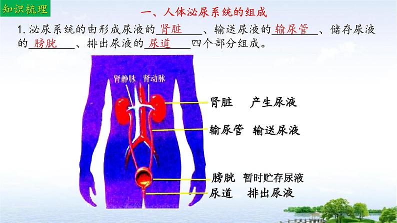 单元复习04 人体内废物排入环境（复习课件）——2022-2023学年人教版生物七年级下册单元综合复习05