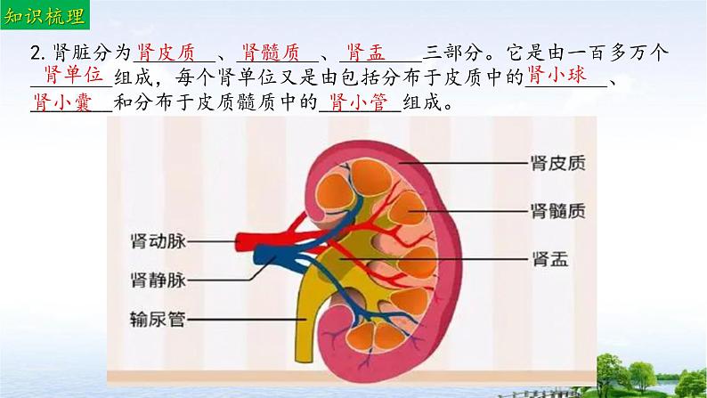 单元复习04 人体内废物排入环境（复习课件）——2022-2023学年人教版生物七年级下册单元综合复习06