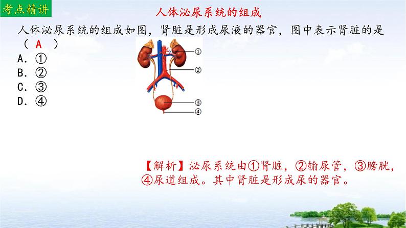 单元复习04 人体内废物排入环境（复习课件）——2022-2023学年人教版生物七年级下册单元综合复习07