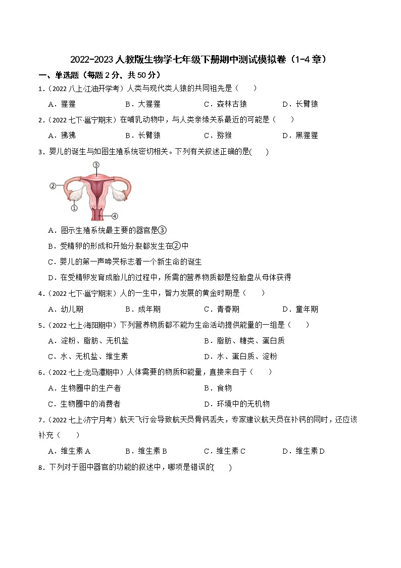 2022-2023年人教版生物学七年级下册期中模拟卷（教师版+学生版）01