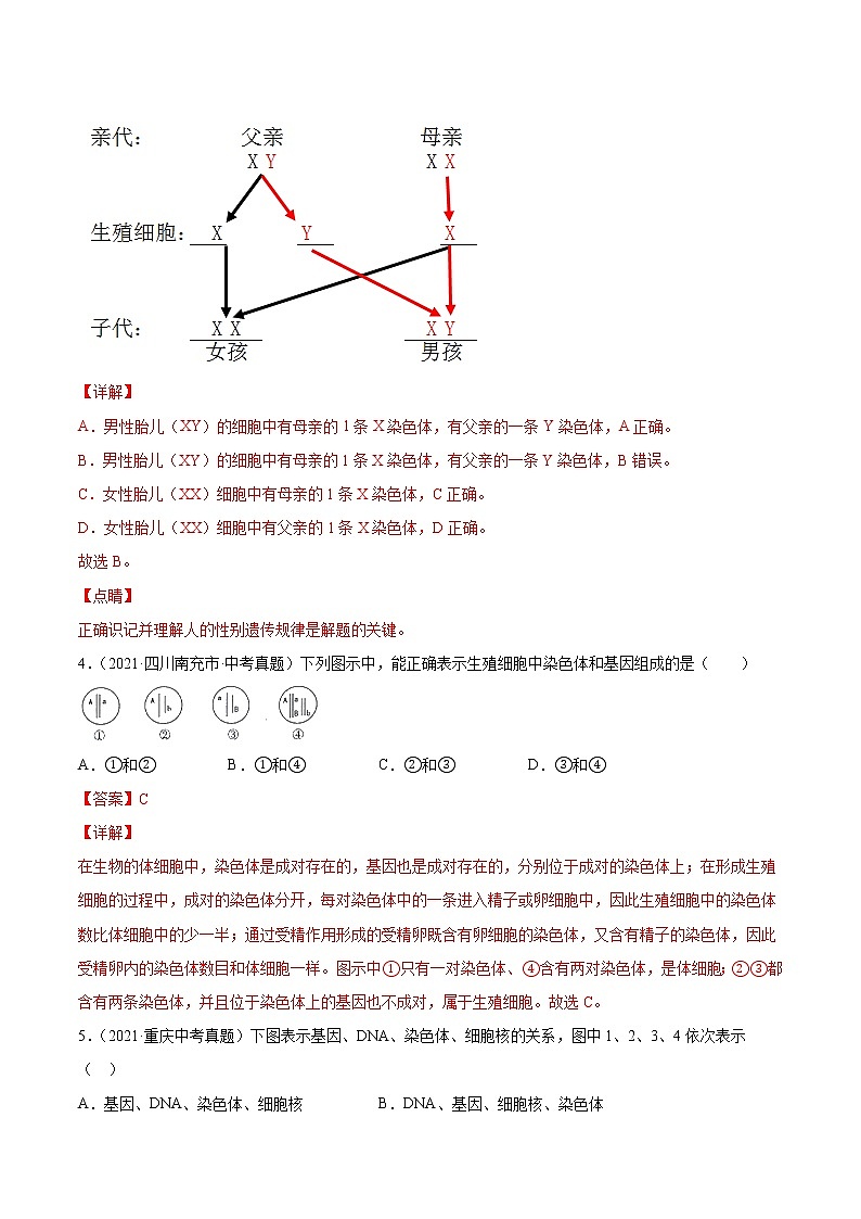 初中生物中考复习 专题12 生物的遗传和变异-2021年中考生物真题分项汇编（全国通用）（第1期）（解析版）第3页