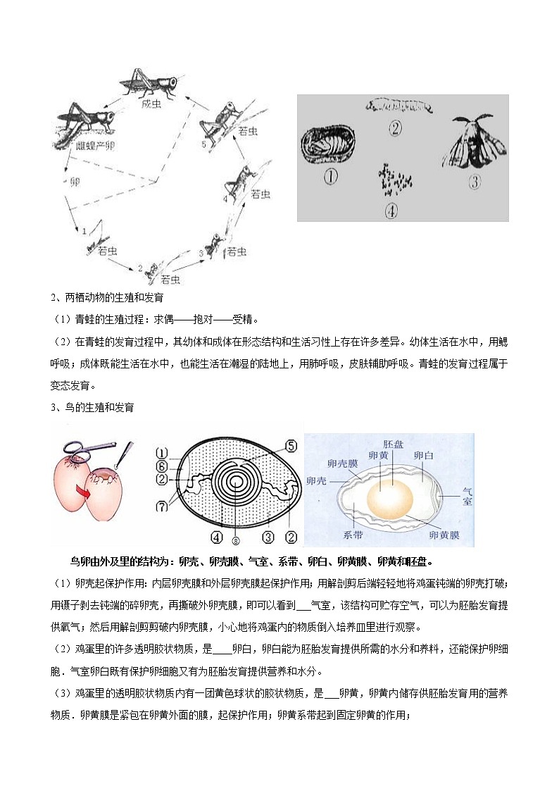 初中生物中考复习 专题十一 生物的生殖和发育-2023年中考生物核心考点必背合集02