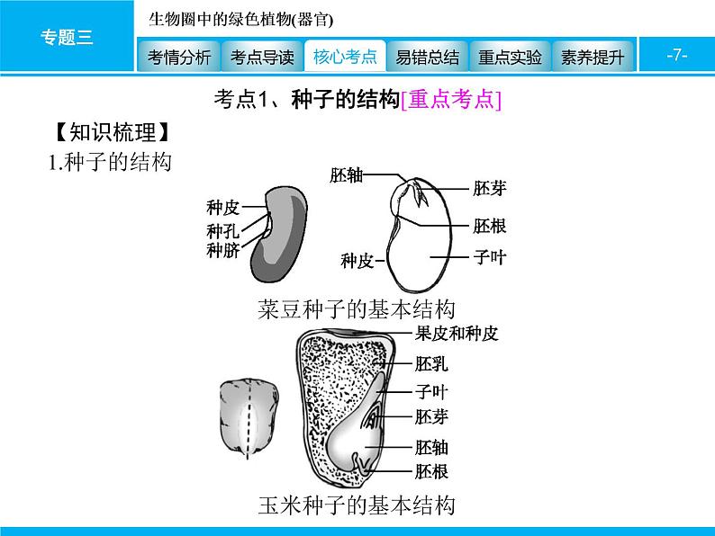 初中生物中考复习 专题三　生物圈中的绿色植物(器官) 课件 2021届中考生物一轮复习第7页