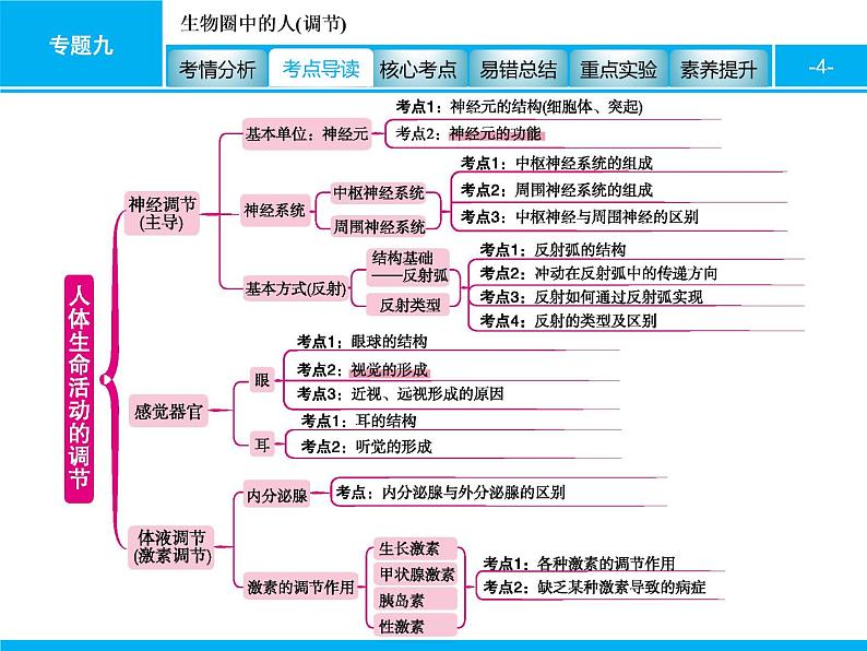 初中生物中考复习 专题九　生物圈中的人(调节) 课件 2021届中考生物一轮复习04