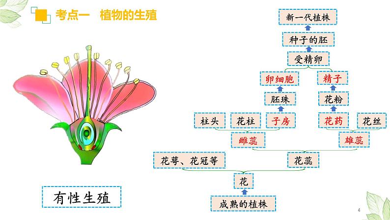 初中生物中考复习 专题19 生物的生殖和发育2022年中考生物一轮复习课件精讲与习题精练第4页