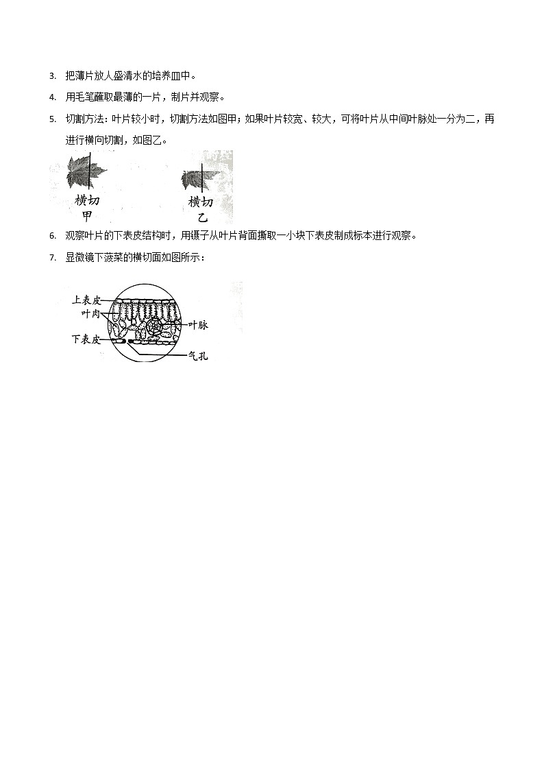 探究题06  观察叶片的结构 -七年级上册实验专题02