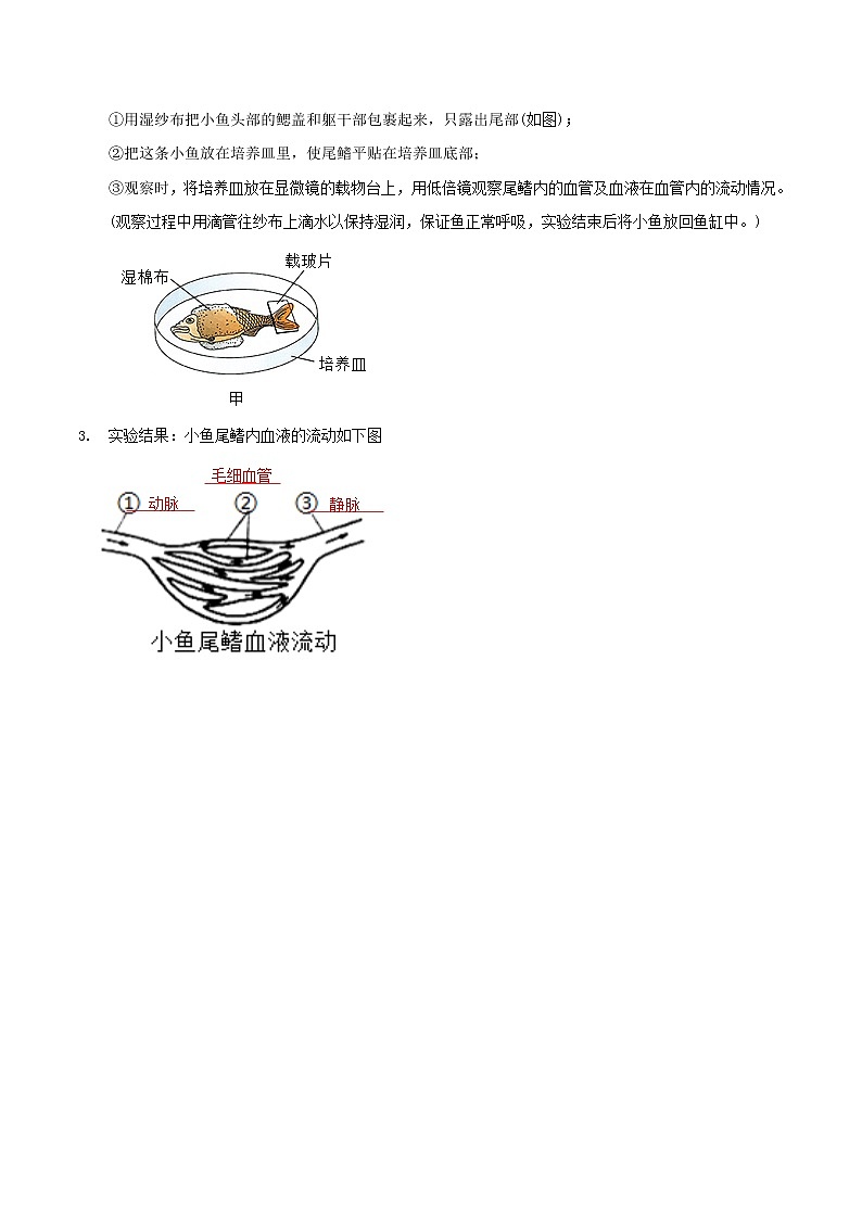 探究题04  观察小鱼尾鳍内血夜的流动-七年级下册实验专题02
