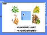 冀教版生物八上3.1.1《种子萌发的过程》课件+教案+练习+素材