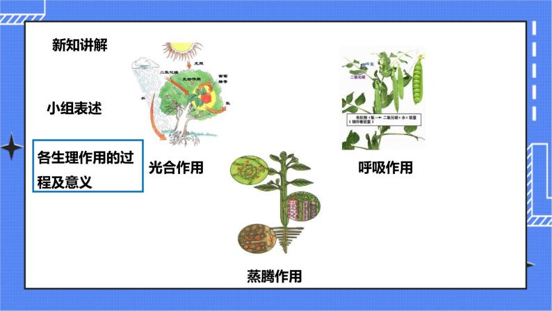 冀教版生物八上3.5 绿色植物在生物圈中的作用 课件+教案+练习08