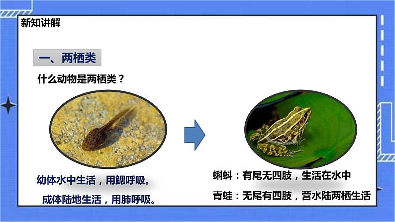 冀少版生物 七上4.7 两栖类和爬行类  课件+教案+练习+素材03