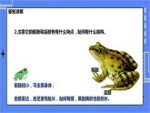 冀少版生物 七上4.7 两栖类和爬行类  课件+教案+练习+素材
