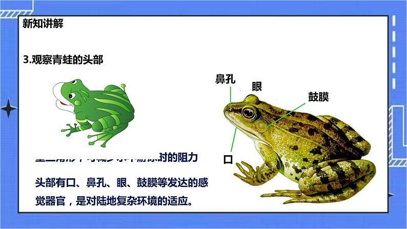 冀少版生物 七上4.7 两栖类和爬行类  课件+教案+练习+素材06