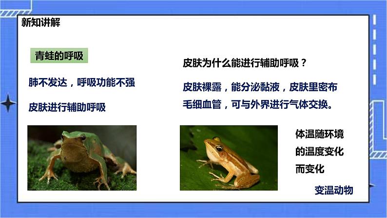 冀少版生物 七上4.7 两栖类和爬行类  课件+教案+练习+素材08