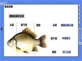 冀少版生物七上4.6鱼类  课件+教案+练习+素材