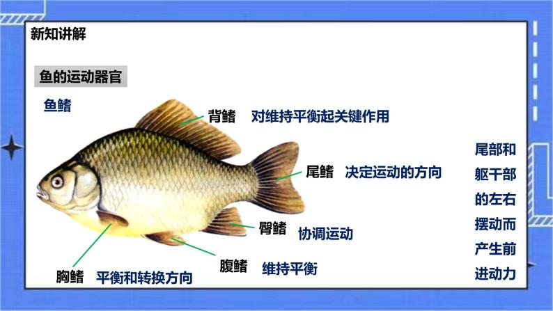 冀少版生物七上4.6鱼类  课件+教案+练习+素材06