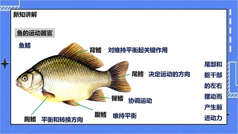 冀少版生物七上4.6鱼类  课件+教案+练习+素材06