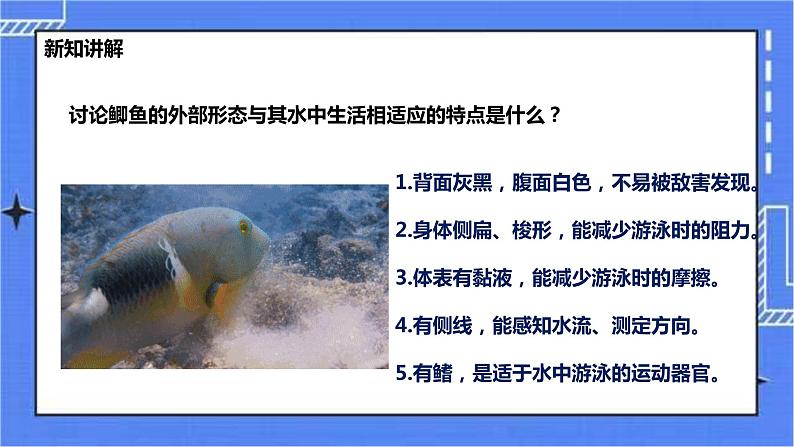 冀少版生物七上4.6鱼类  课件+教案+练习+素材07