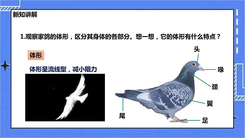 冀少版生物七上4.8鸟类  课件+教案+练习+素材03