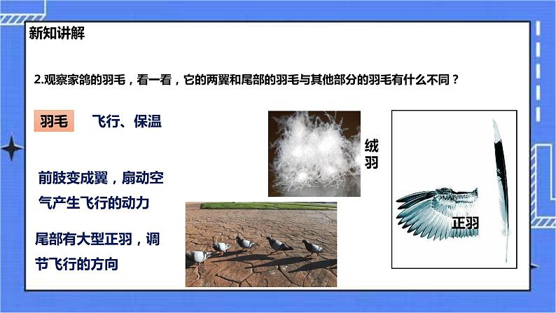 冀少版生物七上4.8鸟类  课件+教案+练习+素材04