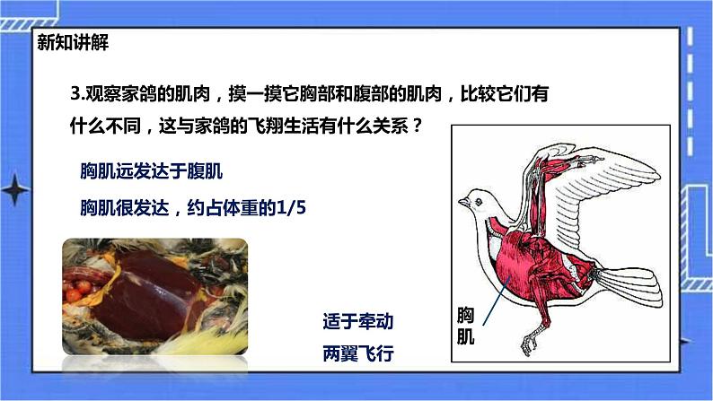 冀少版生物七上4.8鸟类  课件+教案+练习+素材05