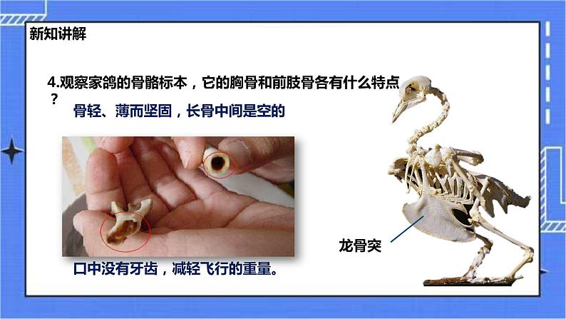 冀少版生物七上4.8鸟类  课件+教案+练习+素材06