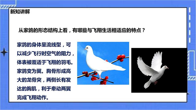 冀少版生物七上4.8鸟类  课件+教案+练习+素材07