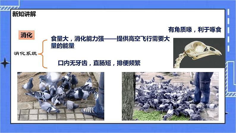 冀少版生物七上4.8鸟类  课件+教案+练习+素材08