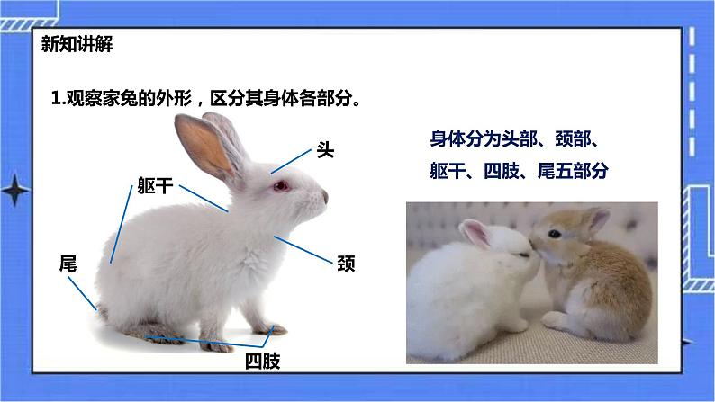 冀少版生物七上4.9 哺乳类  课件+教案+练习+素材04