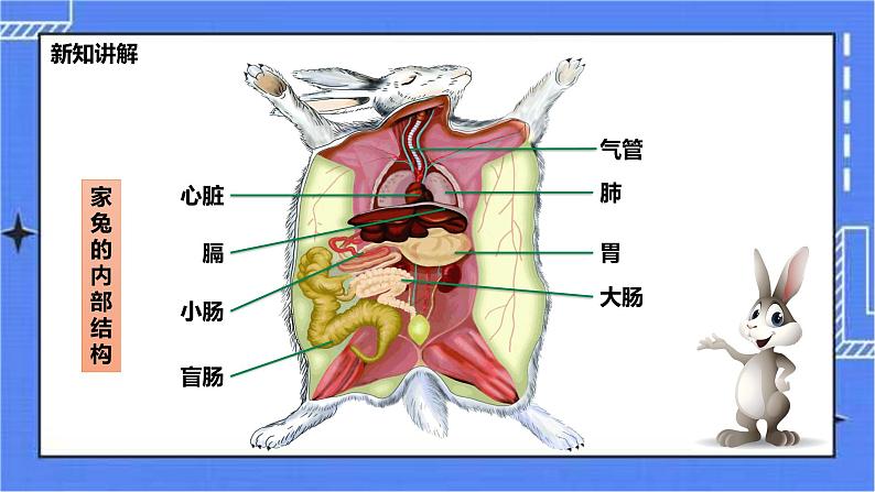 冀少版生物七上4.9 哺乳类  课件+教案+练习+素材08