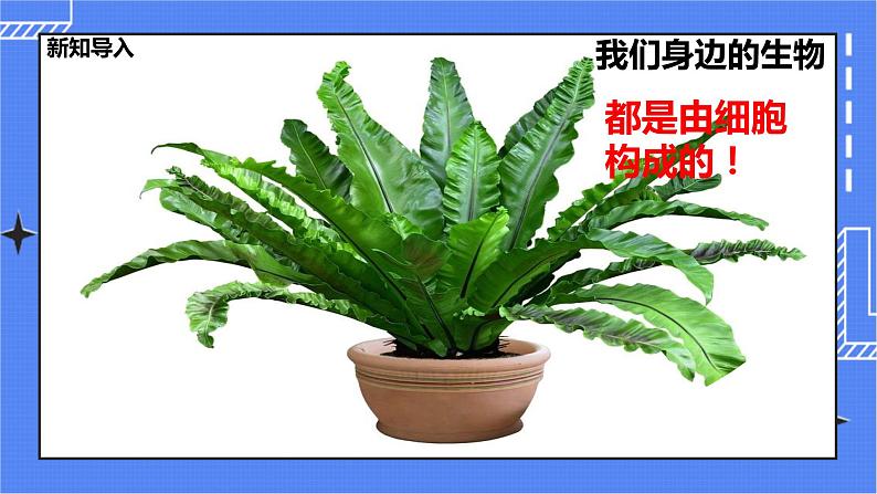 冀教版生物七上2.1 细胞 第1课时  课件+教案+练习02
